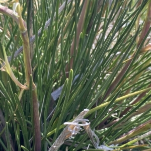 Aciphylla simplicifolia at Broken Dam, NSW - 26 Jan 2023