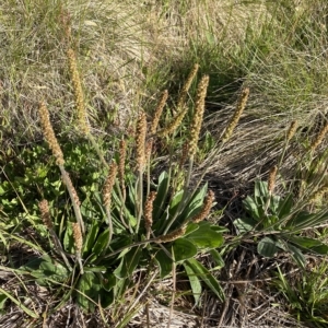 Plantago antarctica at Broken Dam, NSW - 26 Jan 2023