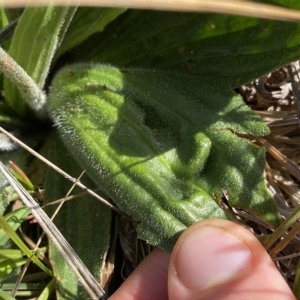 Plantago antarctica at Broken Dam, NSW - 26 Jan 2023