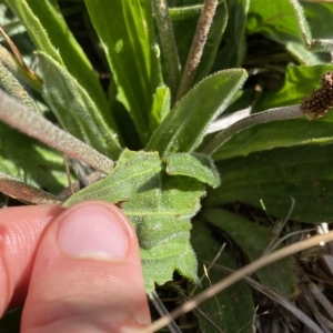 Plantago antarctica at Broken Dam, NSW - 26 Jan 2023