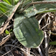 Plantago antarctica at Broken Dam, NSW - 26 Jan 2023 09:30 AM