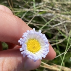 Brachyscome decipiens (Field Daisy) at Broken Dam, NSW - 26 Jan 2023 by NedJohnston