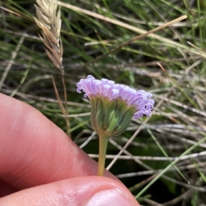 Brachyscome decipiens at Broken Dam, NSW - 26 Jan 2023 09:33 AM