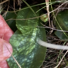 Brachyscome decipiens at Broken Dam, NSW - 26 Jan 2023 09:33 AM