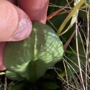 Brachyscome decipiens at Broken Dam, NSW - 26 Jan 2023 09:33 AM