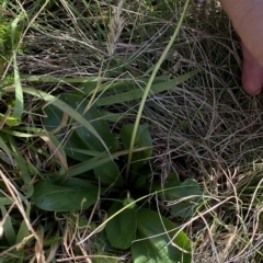 Brachyscome decipiens at Broken Dam, NSW - 26 Jan 2023 09:33 AM