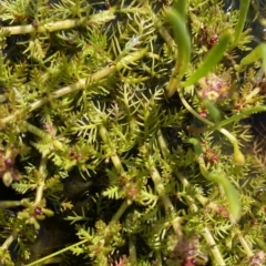 Myriophyllum alpinum (Alpine Water-milfoil) at Broken Dam, NSW - 26 Jan 2023 by NedJohnston