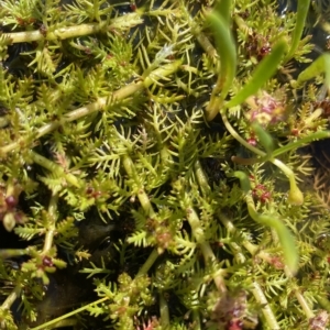 Myriophyllum alpinum at Broken Dam, NSW - 26 Jan 2023