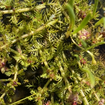 Myriophyllum alpinum (Alpine Water-milfoil) at Broken Dam, NSW - 25 Jan 2023 by Ned_Johnston