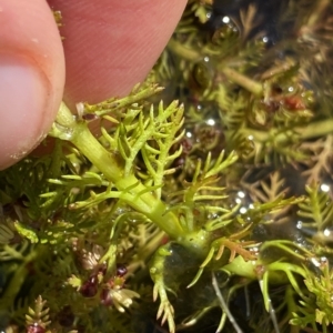 Myriophyllum alpinum at Broken Dam, NSW - 26 Jan 2023