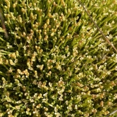 Scleranthus biflorus (Twin-flower Knawel) at Gooandra, NSW - 25 Jan 2023 by Ned_Johnston