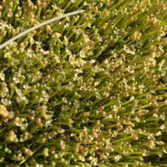 Scleranthus biflorus at Gooandra, NSW - 26 Jan 2023 10:17 AM