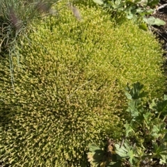 Scleranthus biflorus at Gooandra, NSW - 26 Jan 2023