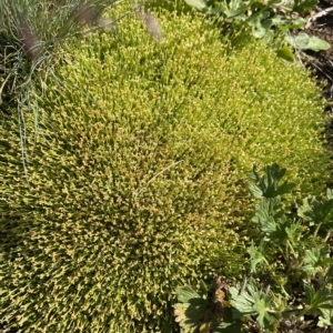 Scleranthus biflorus at Gooandra, NSW - 26 Jan 2023 10:17 AM