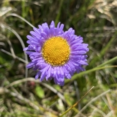 Brachyscome scapigera (Tufted Daisy) at Gooandra, NSW - 25 Jan 2023 by Ned_Johnston