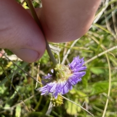 Brachyscome scapigera at Gooandra, NSW - 26 Jan 2023 10:19 AM