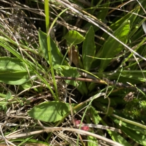 Brachyscome scapigera at Gooandra, NSW - 26 Jan 2023 10:19 AM