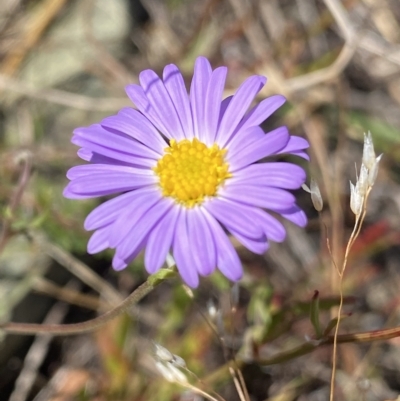 Brachyscome rigidula (Hairy Cut-leaf Daisy) at Gooandra, NSW - 25 Jan 2023 by Ned_Johnston