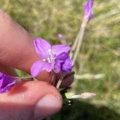 Epilobium billardiereanum (Willowherb) at Gooandra, NSW - 26 Jan 2023 by NedJohnston