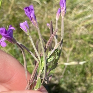 Epilobium billardiereanum at Gooandra, NSW - 26 Jan 2023