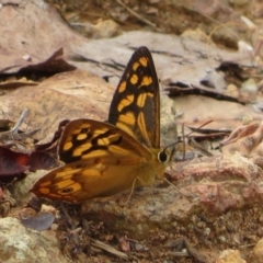 Heteronympha paradelpha (Spotted Brown) at Woodstock Nature Reserve - 22 Feb 2023 by Christine
