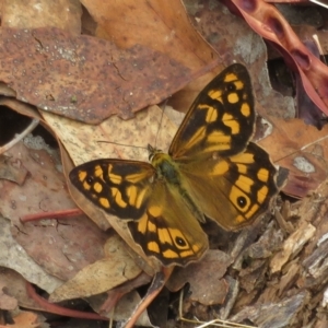 Heteronympha paradelpha at Coree, ACT - 22 Feb 2023