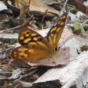 Heteronympha paradelpha at Coree, ACT - 22 Feb 2023