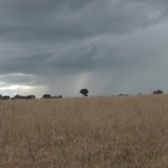 Themeda triandra (Kangaroo Grass) at Tarengo Reserve (Boorowa) - 23 Oct 2022 by michaelb