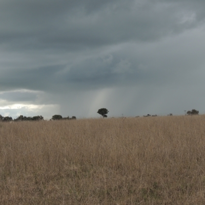 Themeda triandra (Kangaroo Grass) at Tarengo Reserve (Boorowa) - 23 Oct 2022 by michaelb