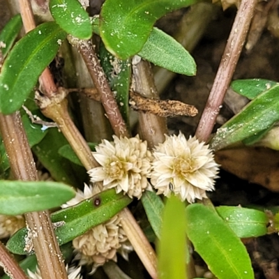 Alternanthera denticulata (Lesser Joyweed) at Aranda Bushland - 23 Feb 2023 by trevorpreston