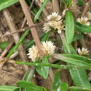 Alternanthera denticulata at Molonglo Valley, ACT - 23 Feb 2023