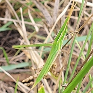 Acrida conica at Molonglo Valley, ACT - 23 Feb 2023