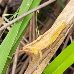 Schizobothrus flavovittatus (Disappearing Grasshopper) at Aranda Bushland - 23 Feb 2023 by trevorpreston