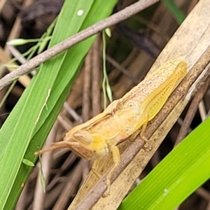 Schizobothrus flavovittatus at Molonglo Valley, ACT - 23 Feb 2023