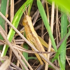 Schizobothrus flavovittatus at Molonglo Valley, ACT - 23 Feb 2023