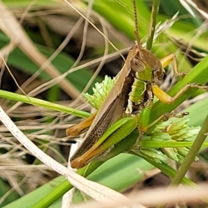 Bermius brachycerus at Molonglo Valley, ACT - 23 Feb 2023