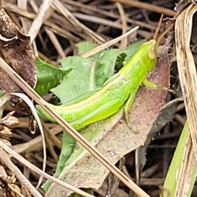Schizobothrus flavovittatus (Disappearing Grasshopper) at Molonglo Valley, ACT - 23 Feb 2023 by trevorpreston