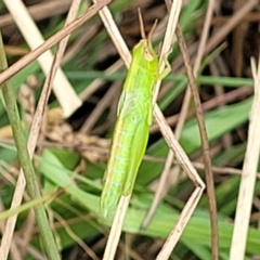 Schizobothrus flavovittatus at Molonglo Valley, ACT - 23 Feb 2023