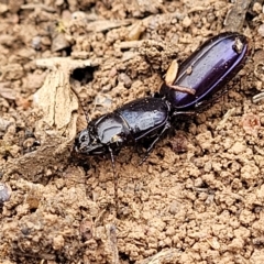 Carenum tinctilatum (Digger carab beetle) at Molonglo Valley, ACT - 23 Feb 2023 by trevorpreston