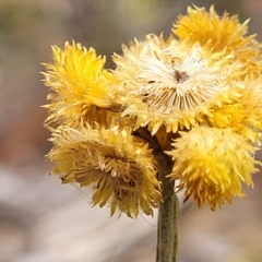 Chrysocephalum apiculatum (Common Everlasting) at Molonglo Valley, ACT - 23 Feb 2023 by trevorpreston