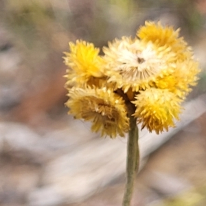 Chrysocephalum apiculatum at Molonglo Valley, ACT - 23 Feb 2023