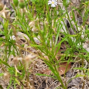 Vittadinia muelleri at Molonglo Valley, ACT - 23 Feb 2023