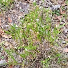 Vittadinia muelleri at Molonglo Valley, ACT - 23 Feb 2023