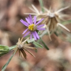 Vittadinia gracilis (New Holland Daisy) at Aranda Bushland - 23 Feb 2023 by trevorpreston