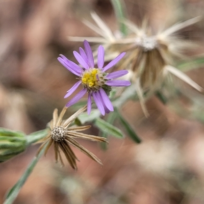 Vittadinia gracilis (New Holland Daisy) at Aranda Bushland - 23 Feb 2023 by trevorpreston