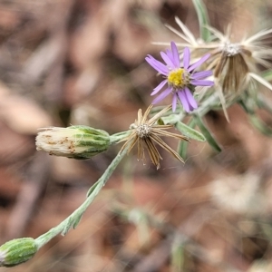 Vittadinia gracilis at Molonglo Valley, ACT - 23 Feb 2023