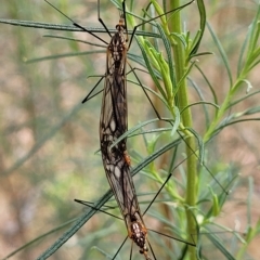 Ischnotoma (Ischnotoma) rubriventris (A crane fly) at Molonglo Valley, ACT - 23 Feb 2023 by trevorpreston