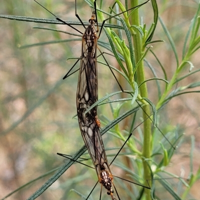 Ischnotoma (Ischnotoma) rubriventris (A crane fly) at Aranda Bushland - 23 Feb 2023 by trevorpreston