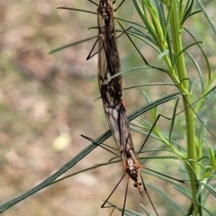 Ischnotoma (Ischnotoma) rubriventris at Molonglo Valley, ACT - 23 Feb 2023