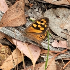 Geitoneura klugii (Marbled Xenica) at Molonglo Valley, ACT - 23 Feb 2023 by trevorpreston